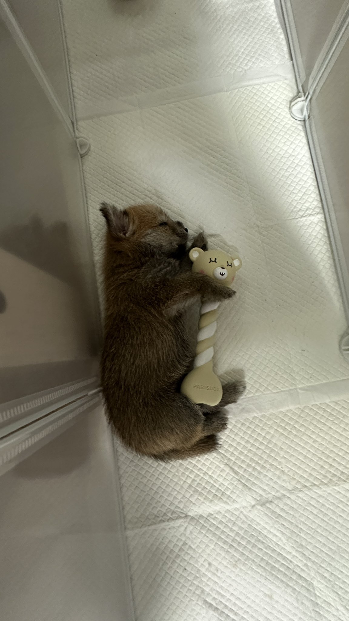 어느-학교-앞에-버려져-스티로폼-박스에-담겨-왔던-가나디.twt-5-이미지