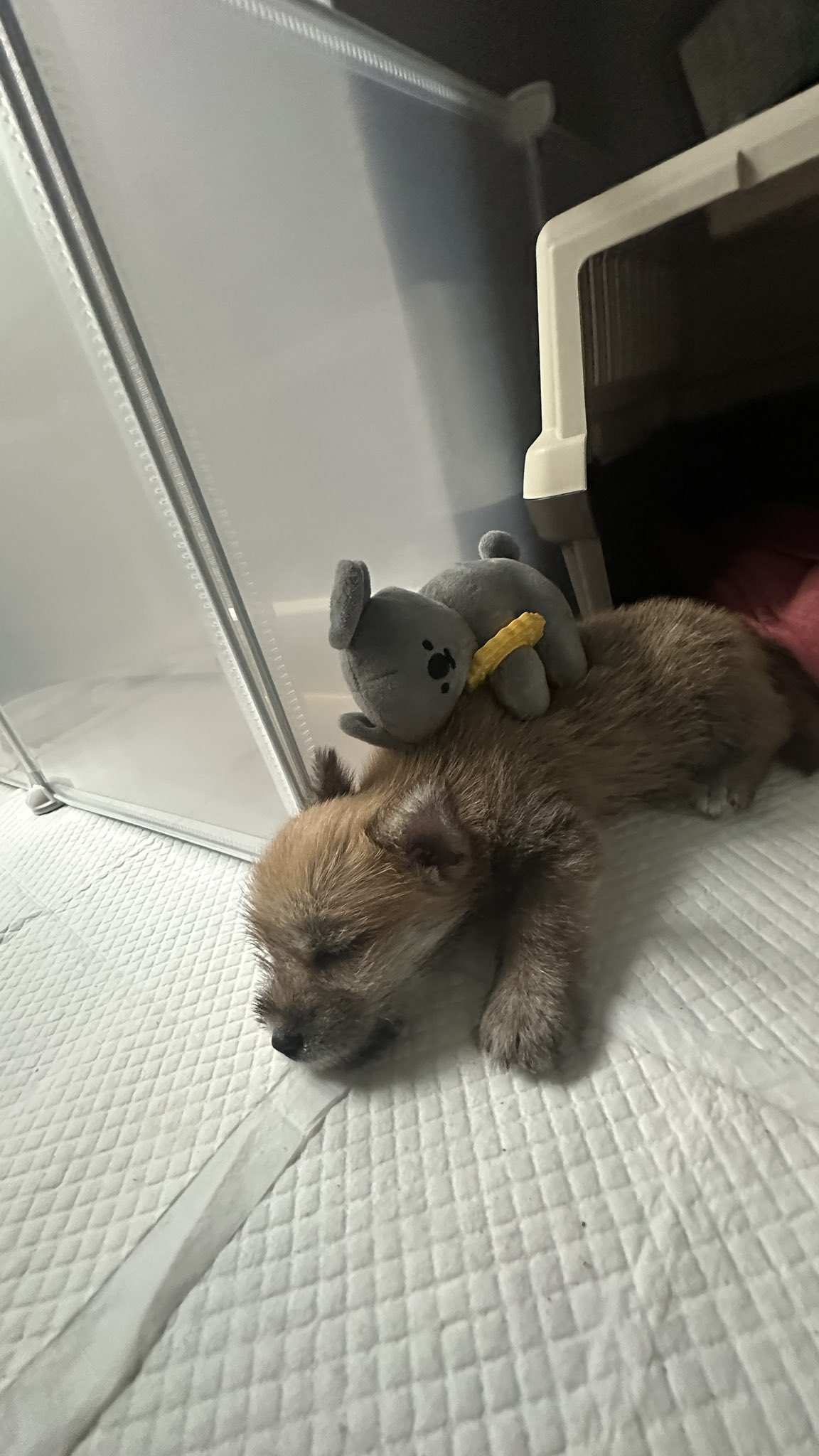 어느-학교-앞에-버려져-스티로폼-박스에-담겨-왔던-가나디.twt-10-이미지