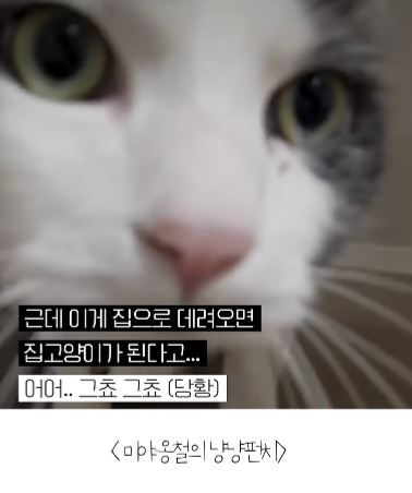 길고양이를-12년간-임보한-사람-5-이미지