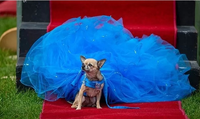 영국에서-열린-자기가-예쁜거-아는-800마리-치와와-미인-대회-14-이미지