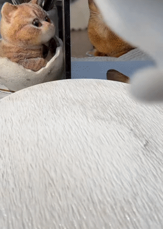 고양이-마쉬멜로우-설.gif-1-이미지