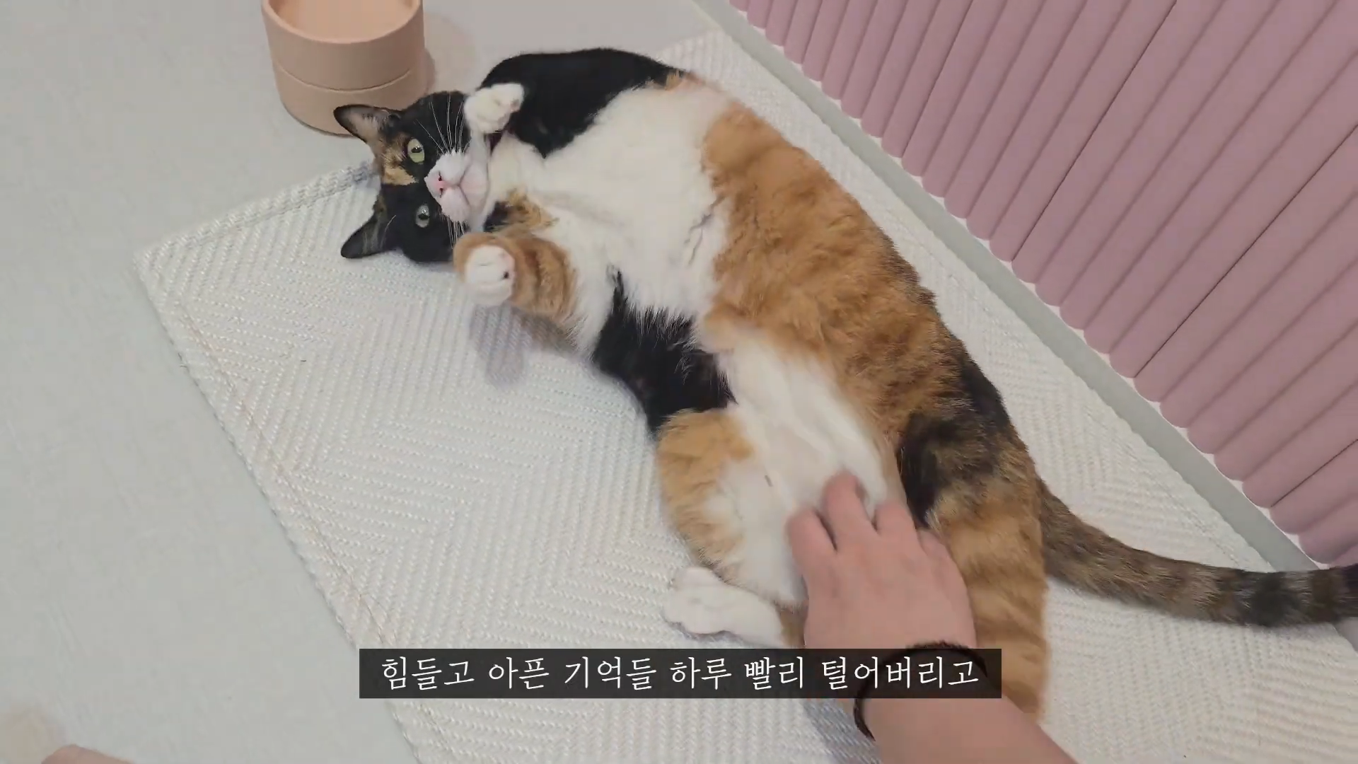 엄마에게-맡긴-고양이-2마리-유기---고양이원탐정-12-이미지