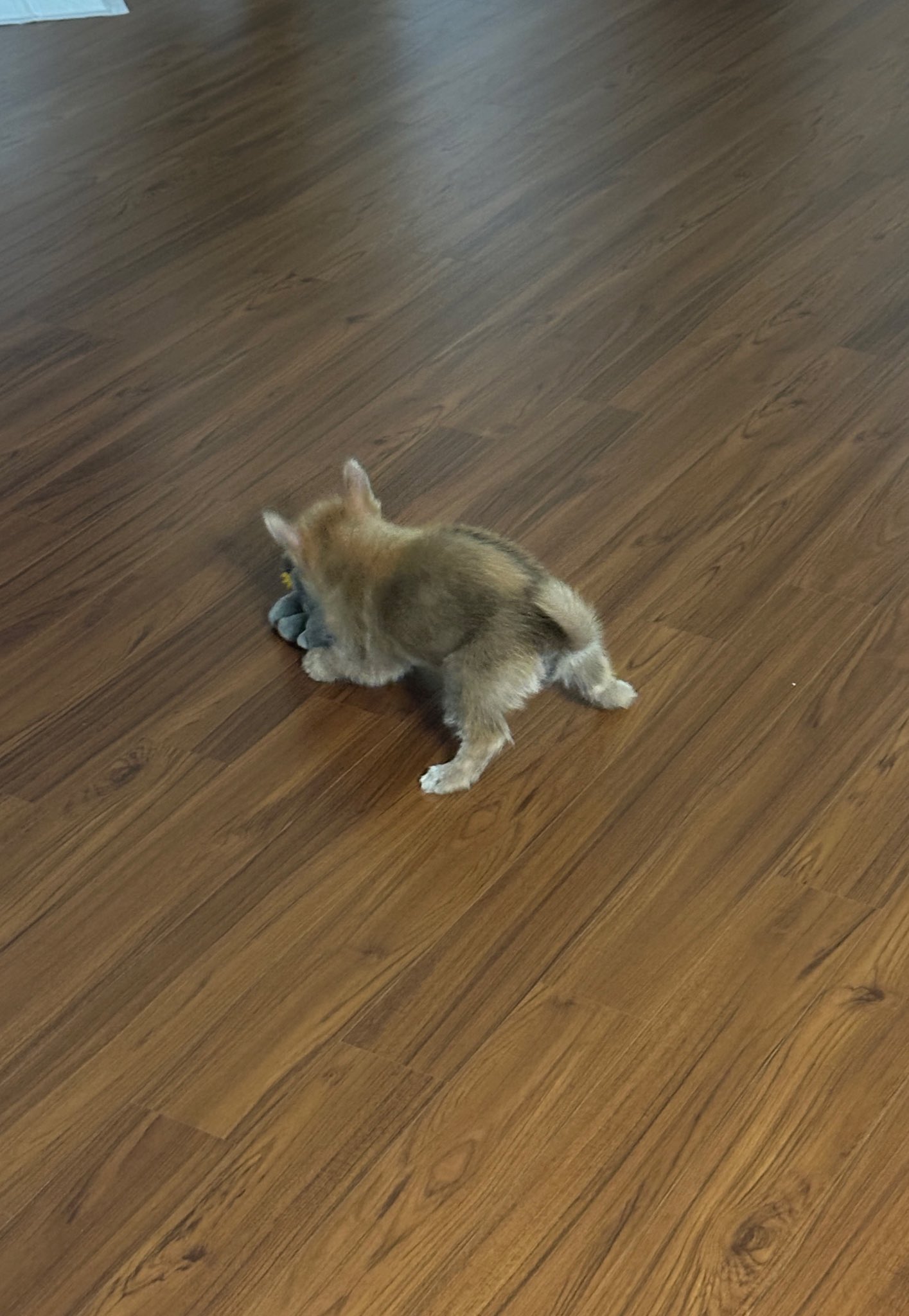 어느-학교-앞에-버려져-스티로폼-박스에-담겨-왔던-가나디.twt-40-이미지