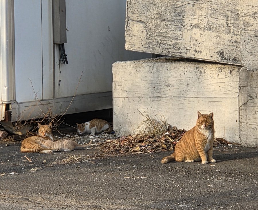 치즈냥이-가족-1-이미지