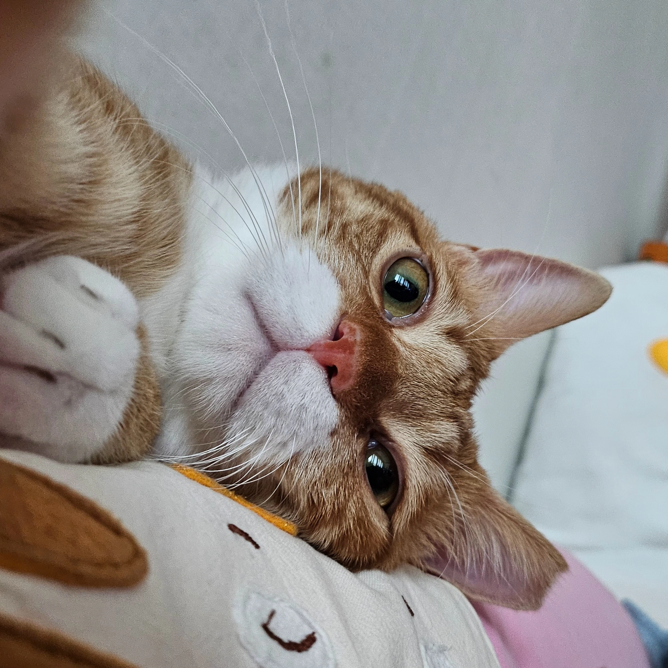 버섯광공-6-이미지