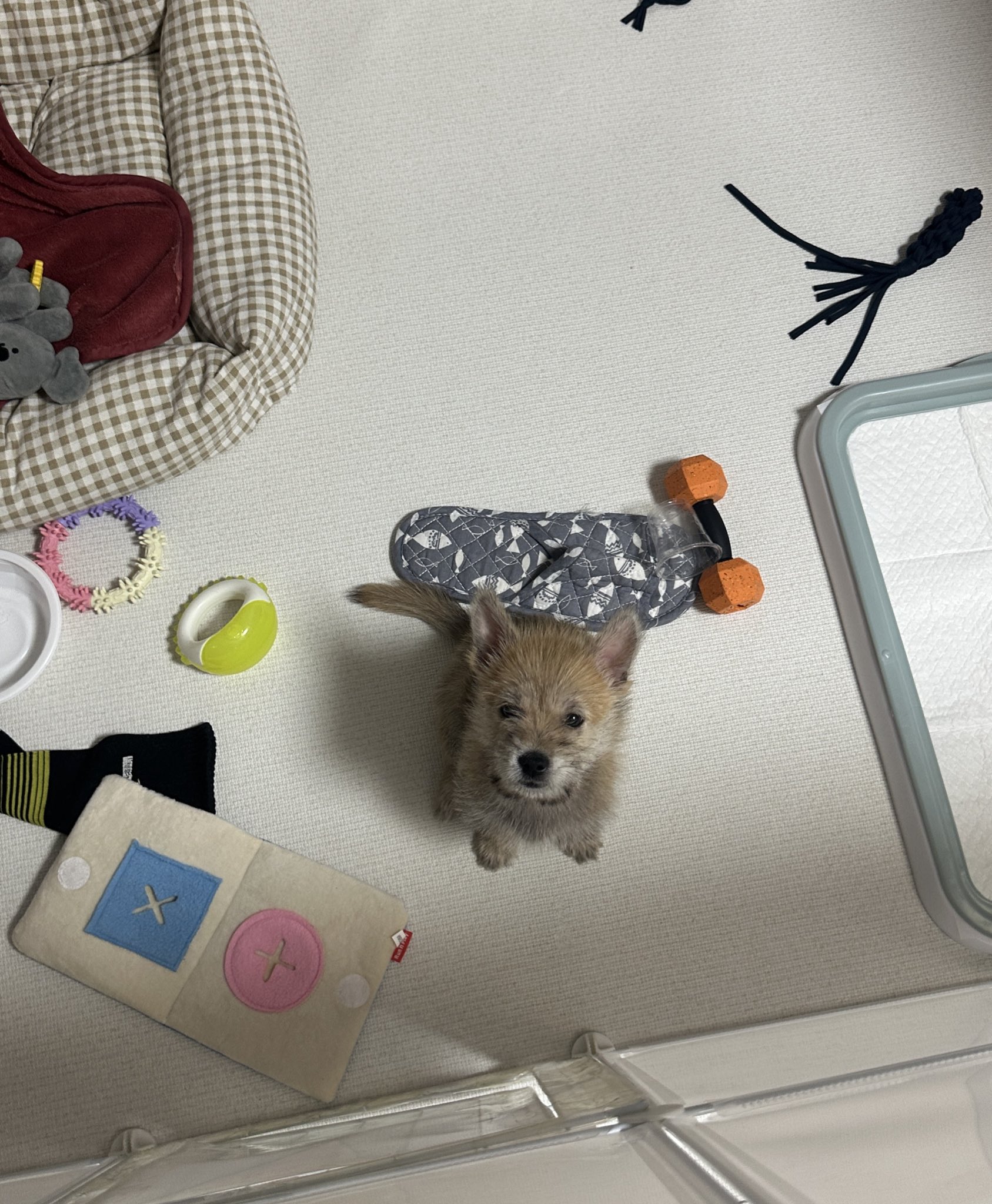 어느-학교-앞에-버려져-스티로폼-박스에-담겨-왔던-가나디.twt-47-이미지