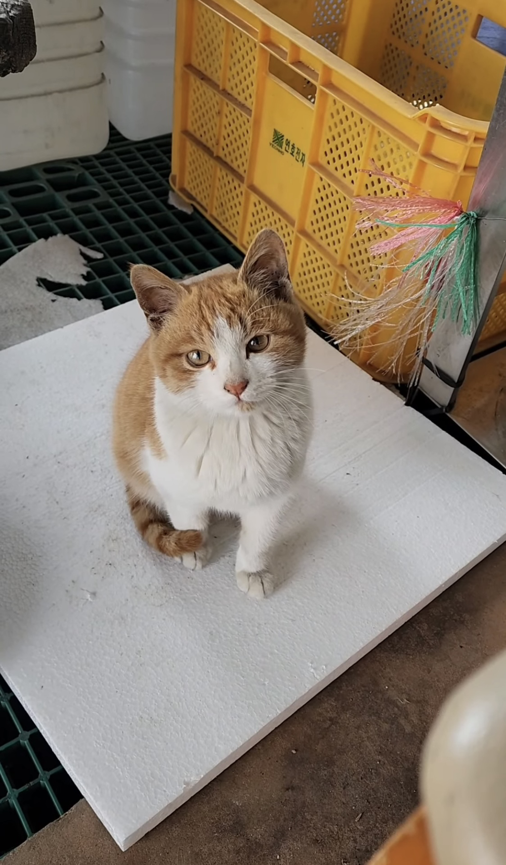 암살당할뻔함-0-이미지