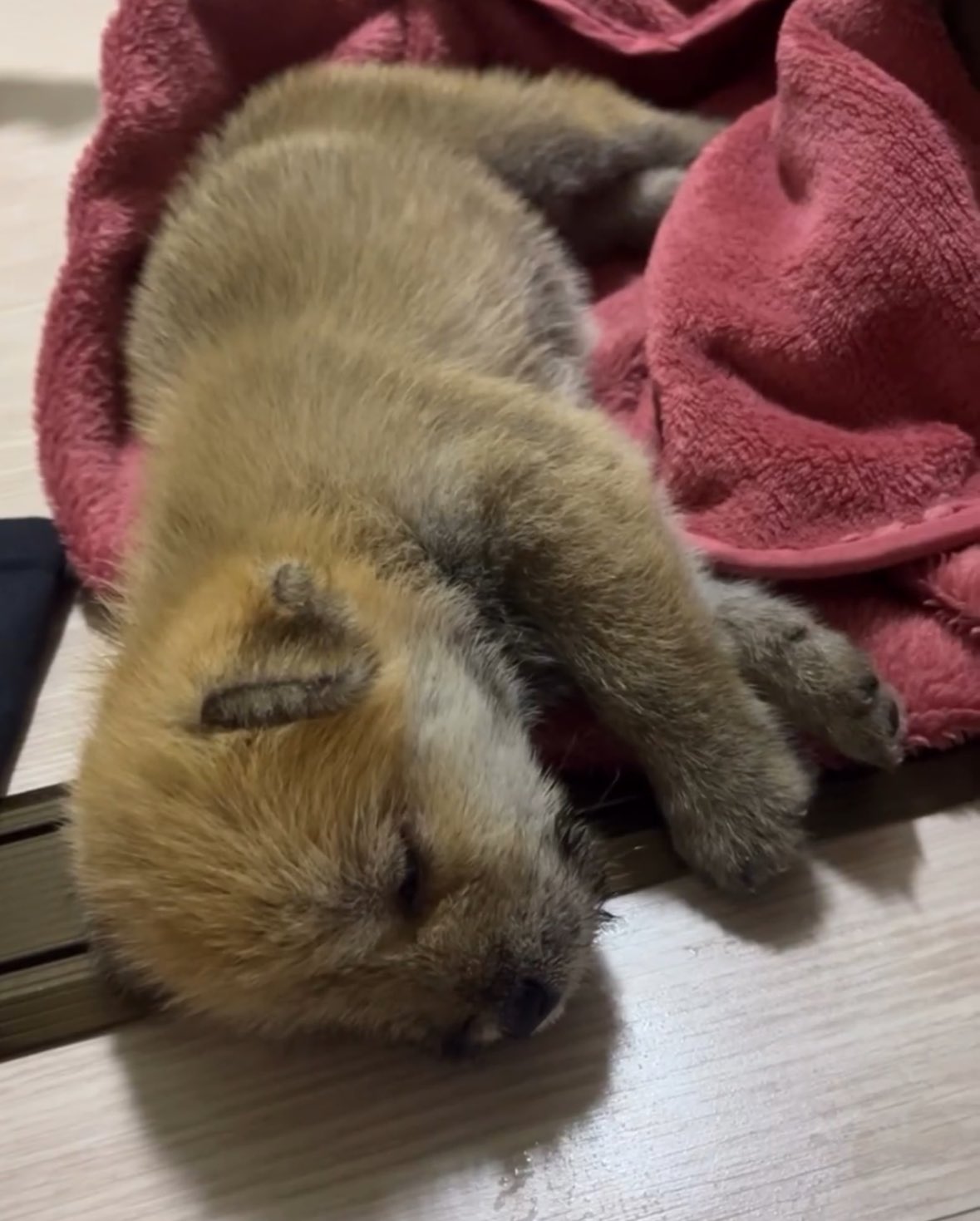 어느-학교-앞에-버려져-스티로폼-박스에-담겨-왔던-가나디.twt-52-이미지