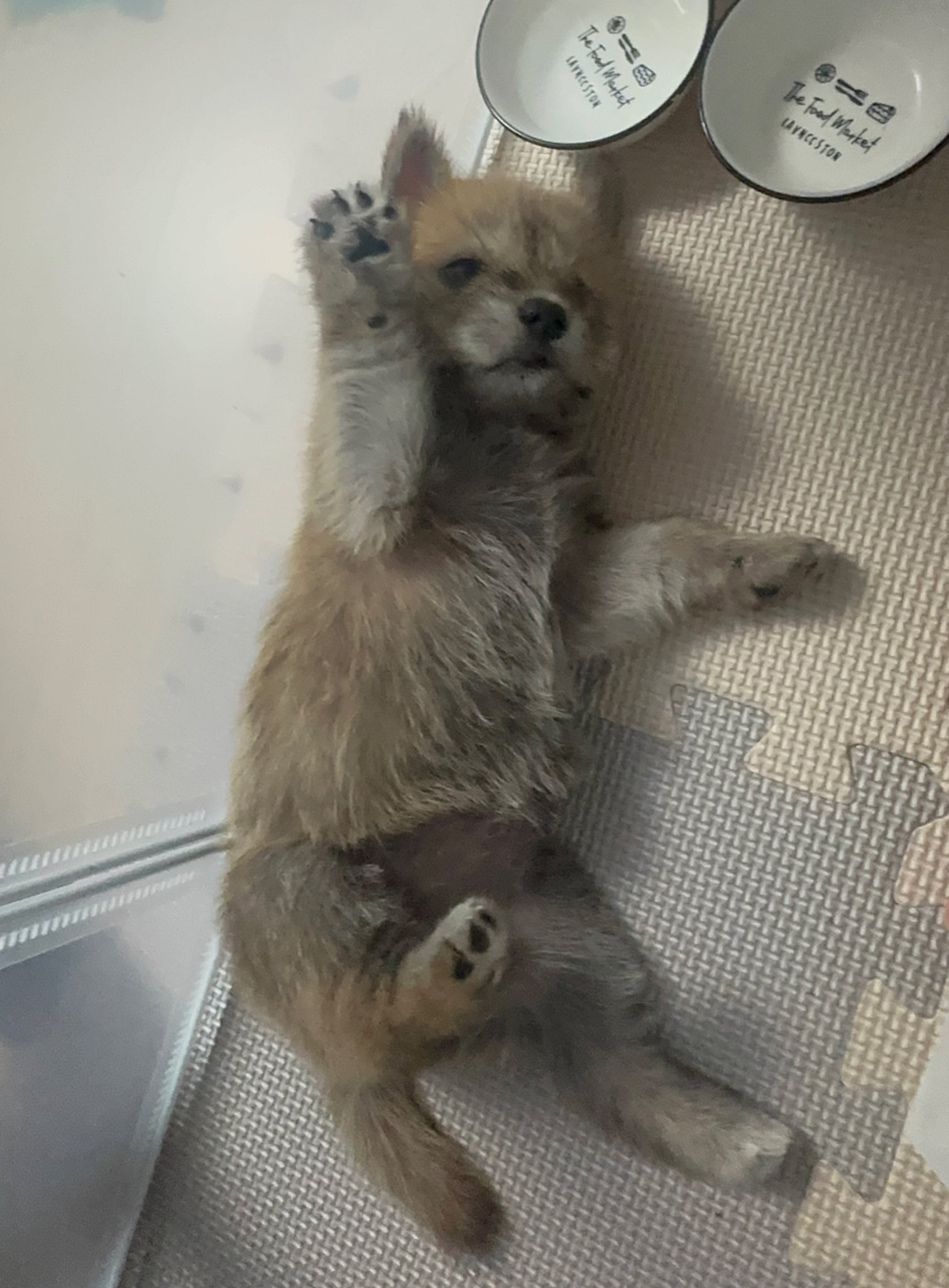 어느-학교-앞에-버려져-스티로폼-박스에-담겨-왔던-가나디.twt-12-이미지