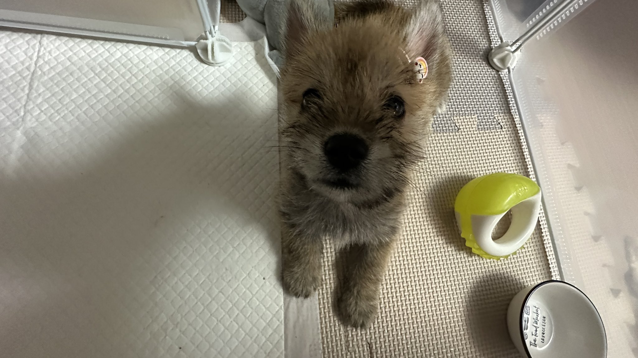 어느-학교-앞에-버려져-스티로폼-박스에-담겨-왔던-가나디.twt-18-이미지