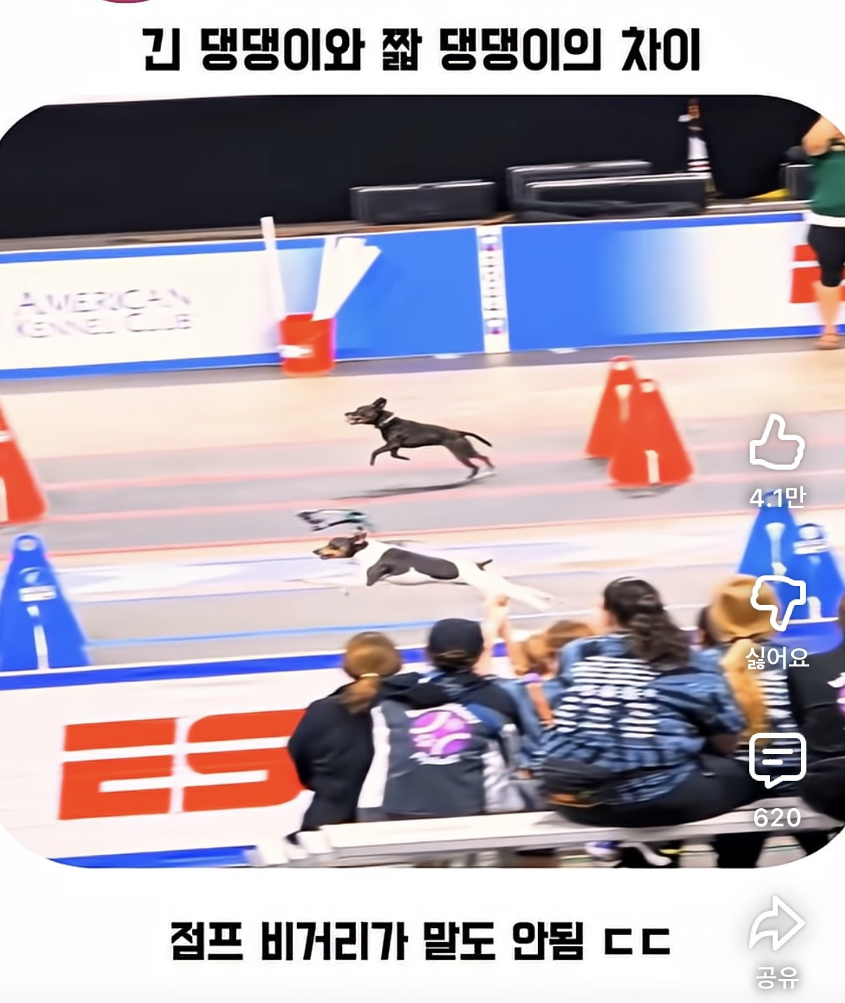 긴-댕댕이와-짧-댕댕이의-차이-0-이미지