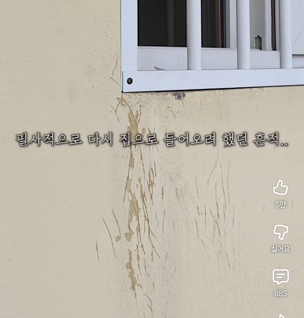 고양이-잃어버렸던-집사가-보자마자-무너진-흔적ㅠ-9-이미지