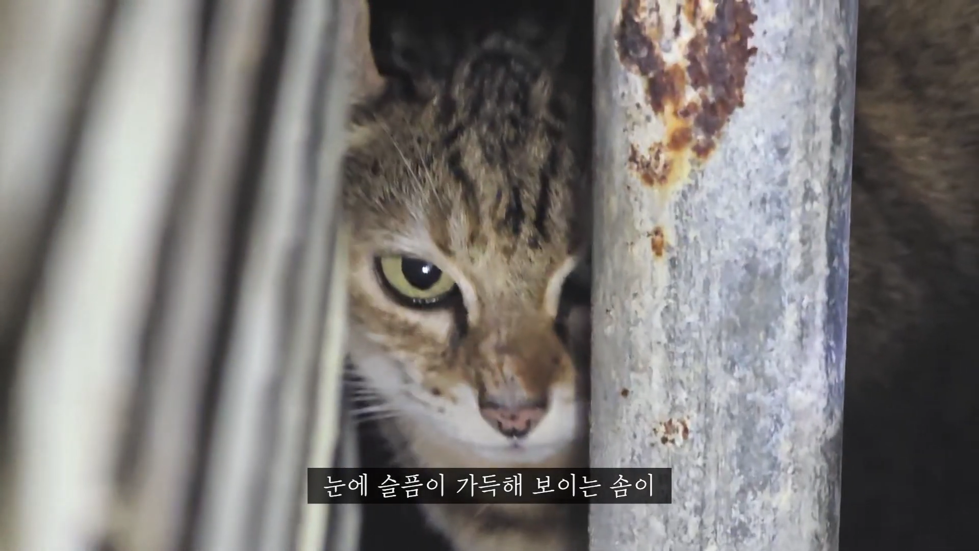 엄마에게-맡긴-고양이-2마리-유기---고양이원탐정-9-이미지