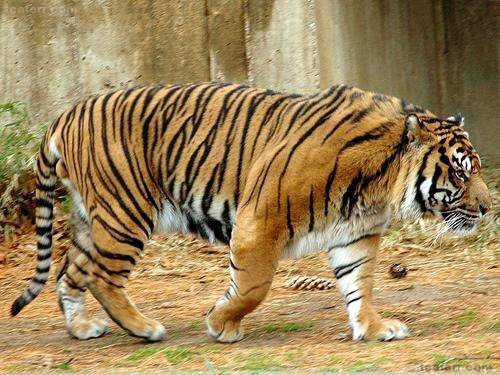 한국인이-세계적으로-냄새.체취가-안-나는-이유-4-이미지