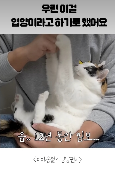 길고양이를-12년간-임보한-사람-0-이미지