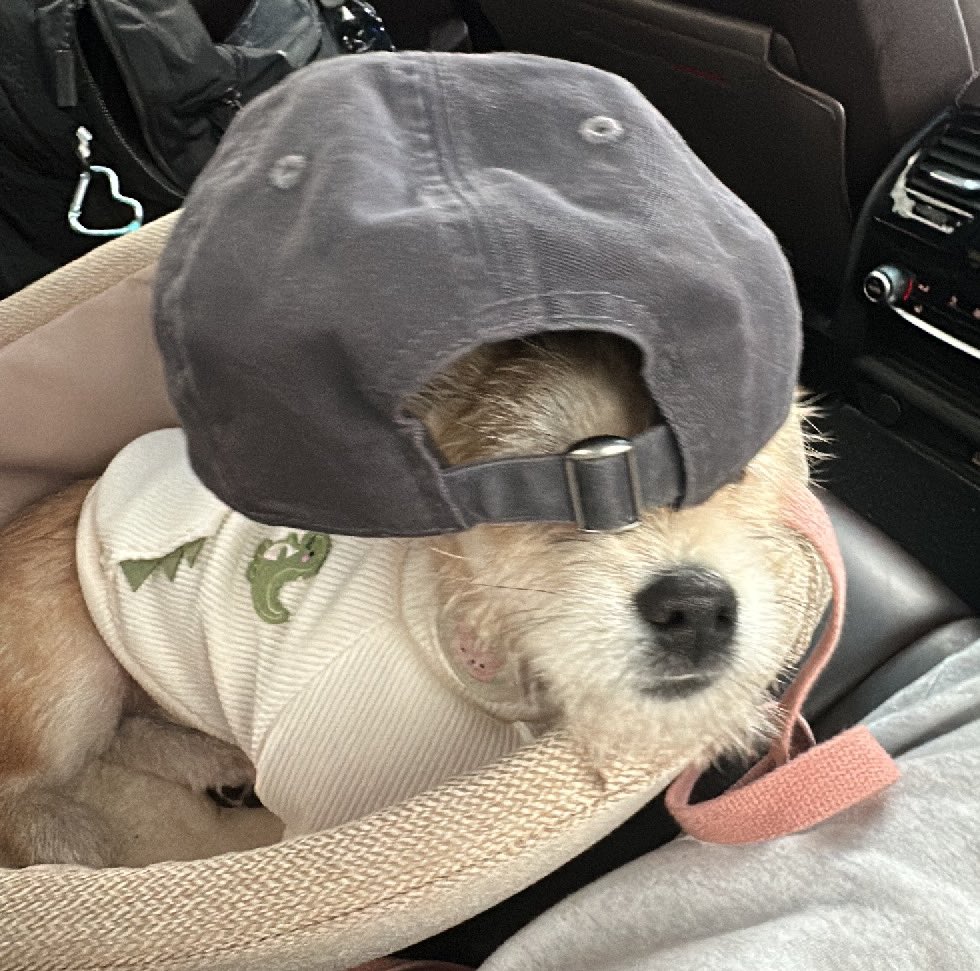 어느-학교-앞에-버려져-스티로폼-박스에-담겨-왔던-가나디.twt-70-이미지