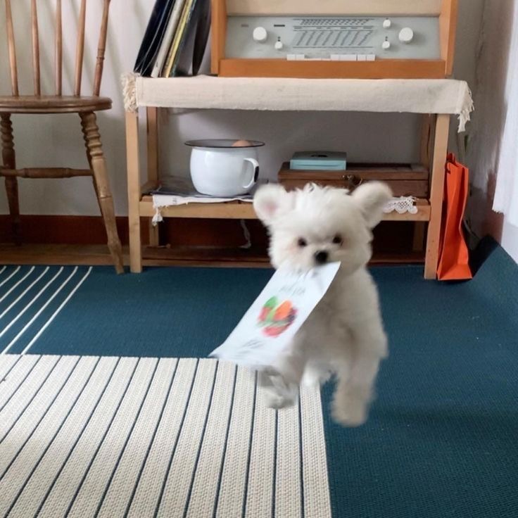 언니ㅠㅠ-이거-빨리-뜯어죠-4-이미지