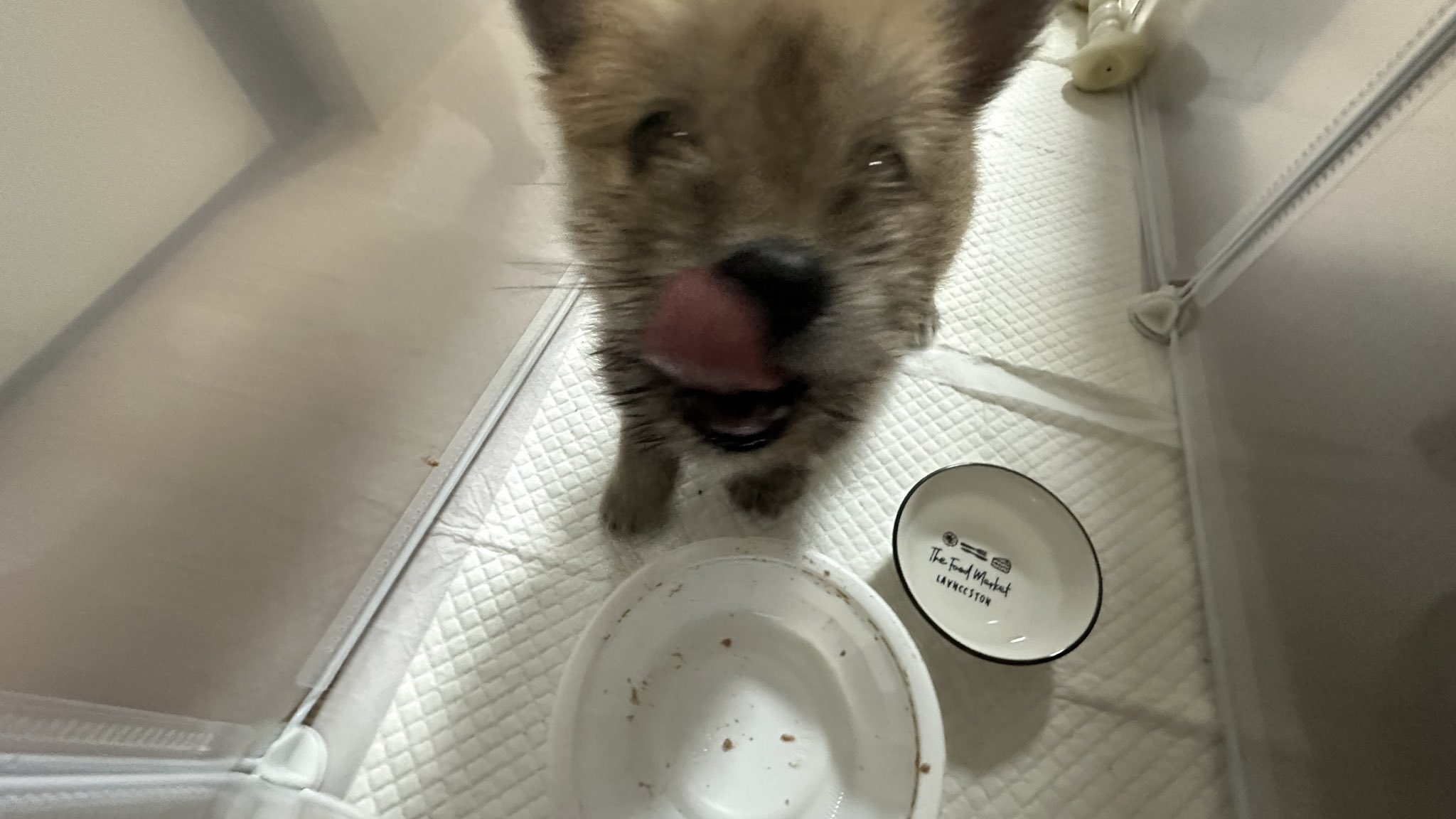 어느-학교-앞에-버려져-스티로폼-박스에-담겨-왔던-가나디.twt-7-이미지