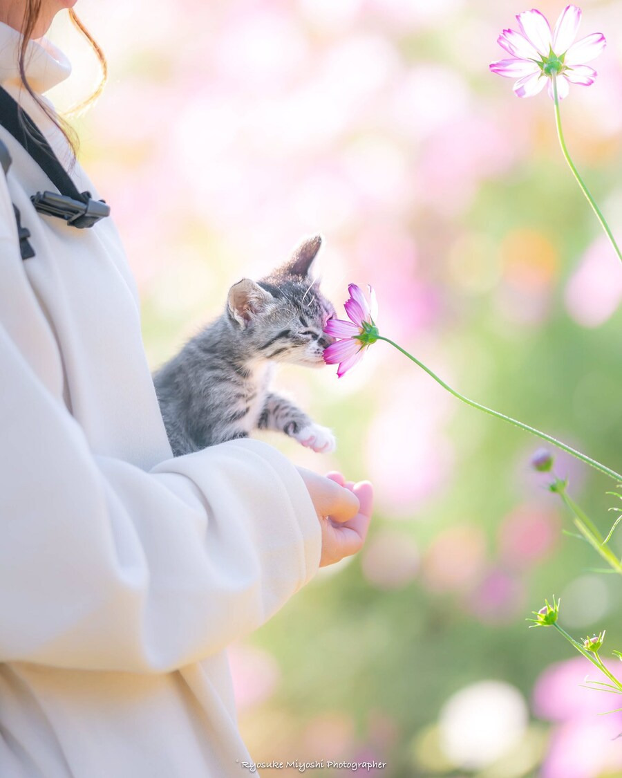 코스모스-향-맡는-아깽이-.jpg-3-이미지