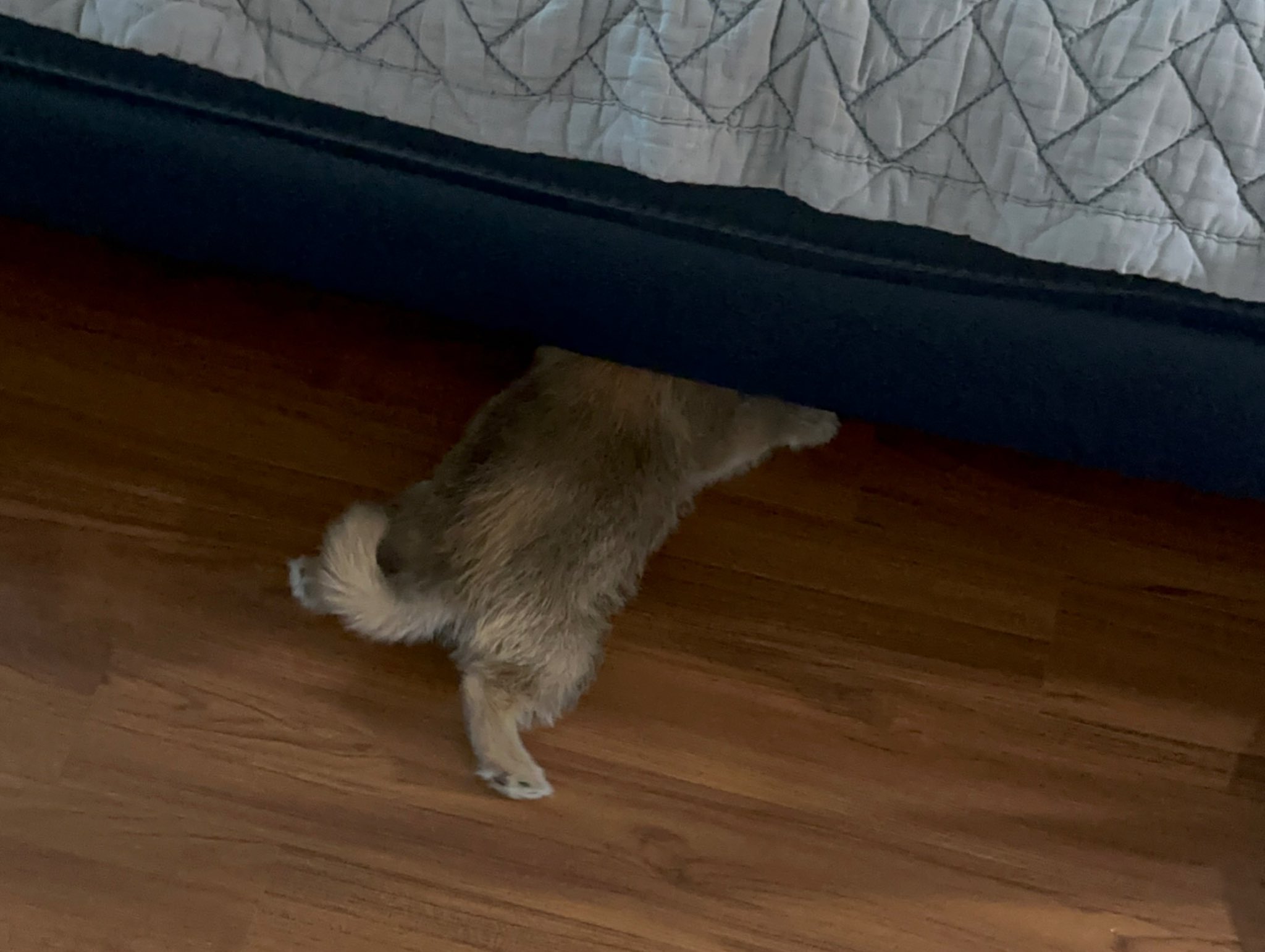 어느-학교-앞에-버려져-스티로폼-박스에-담겨-왔던-가나디.twt-39-이미지