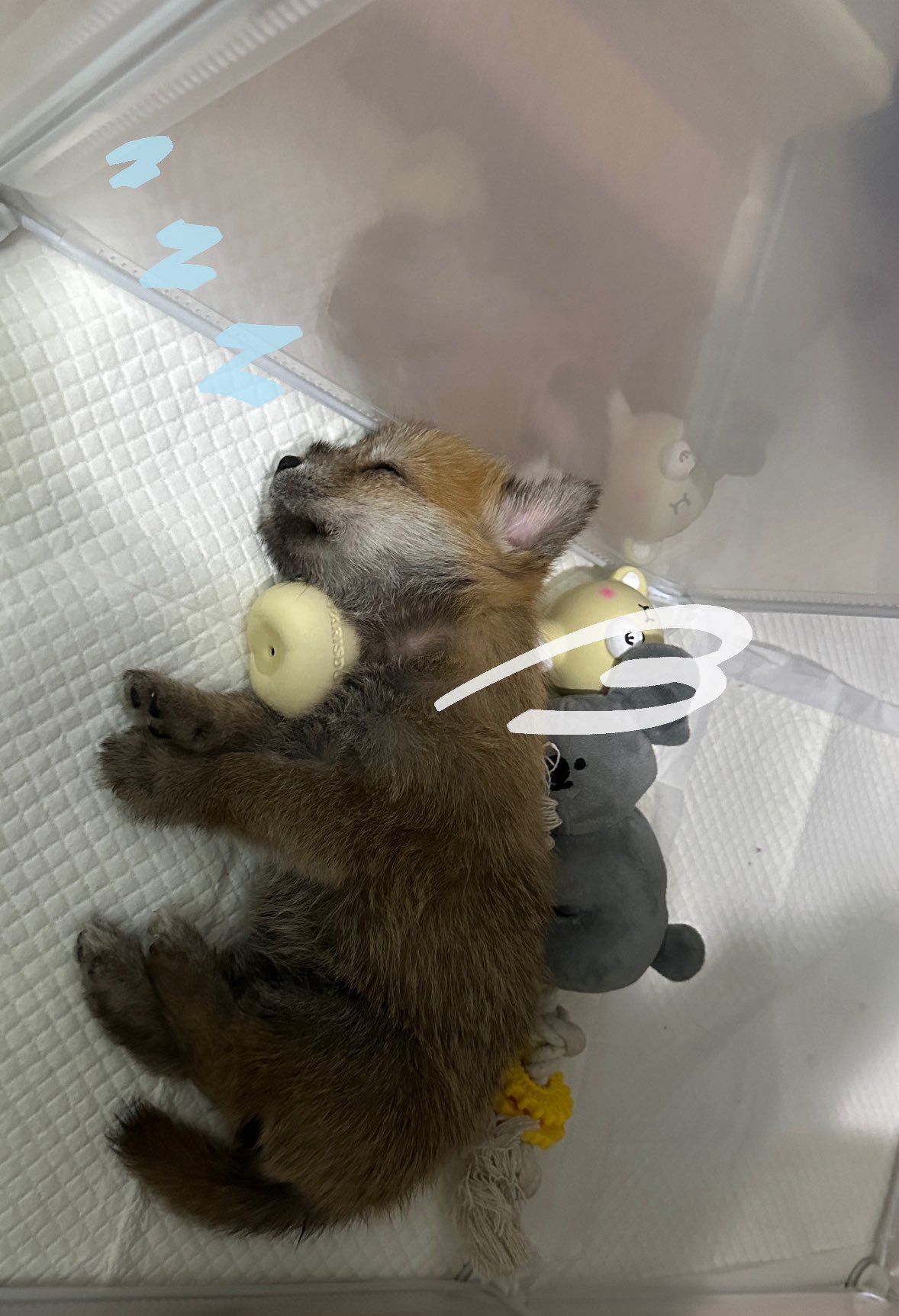 어느-학교-앞에-버려져-스티로폼-박스에-담겨-왔던-가나디.twt-53-이미지