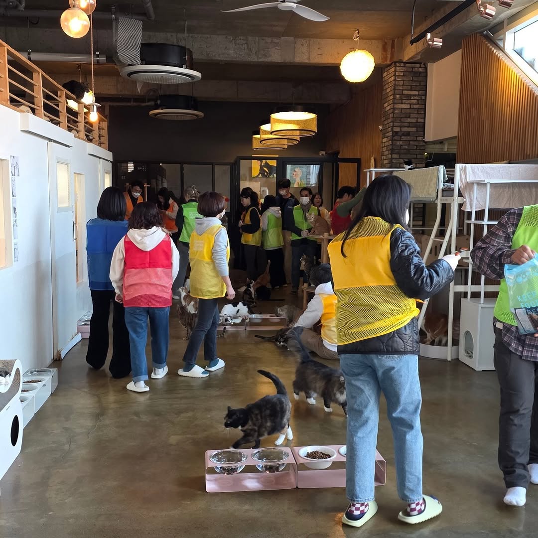 유기묘-보호소에-간식+사료-기부한-나폴리-맛피아-7-이미지