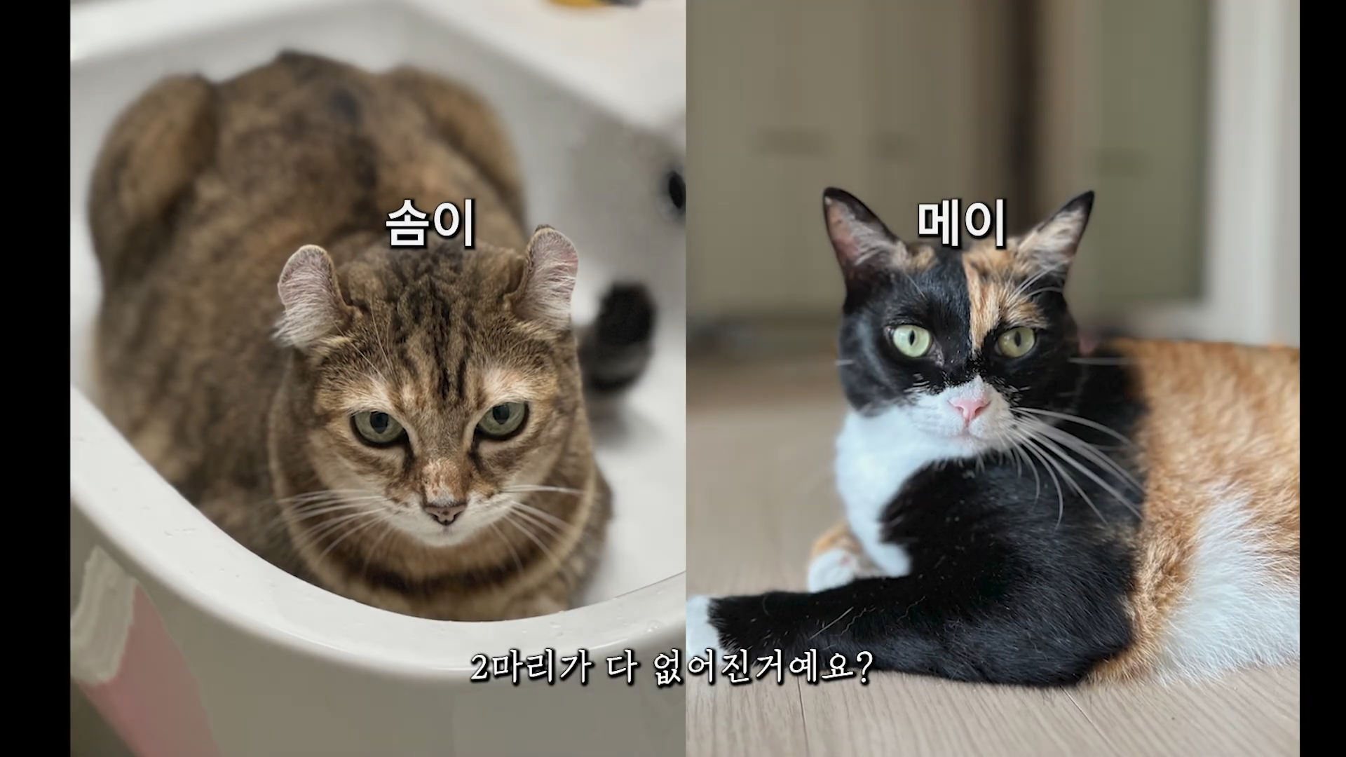 엄마에게-맡긴-고양이-2마리-유기---고양이원탐정-0-이미지