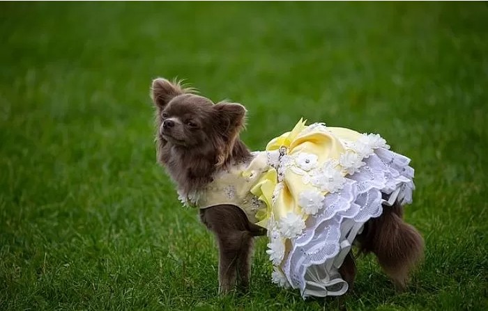 영국에서-열린-자기가-예쁜거-아는-800마리-치와와-미인-대회-9-이미지