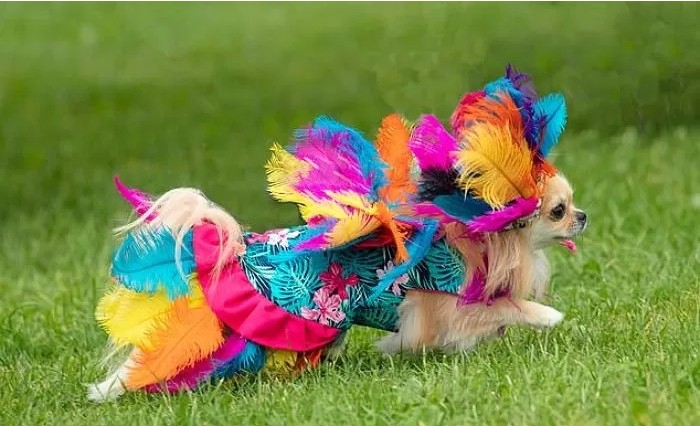 영국에서-열린-자기가-예쁜거-아는-800마리-치와와-미인-대회-13-이미지