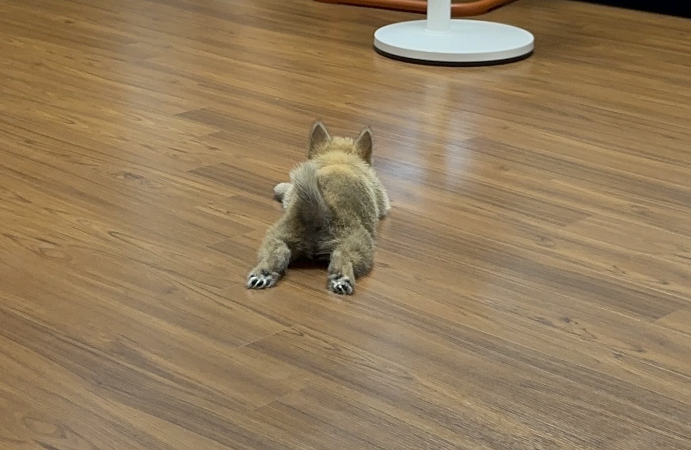 어느-학교-앞에-버려져-스티로폼-박스에-담겨-왔던-가나디.twt-32-이미지