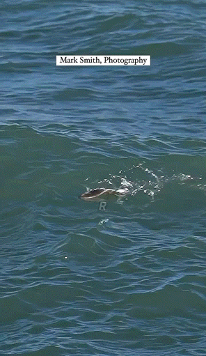 파도타는-광어.gif-1-이미지