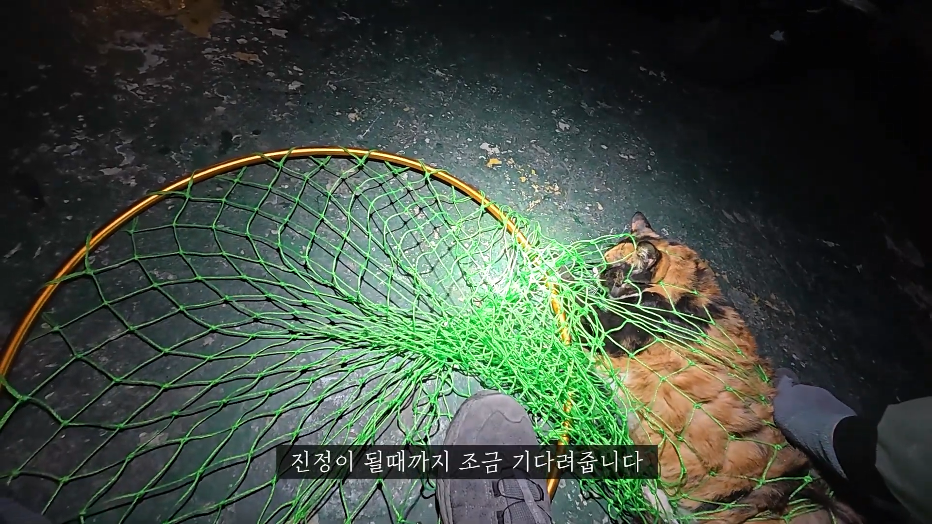 엄마에게-맡긴-고양이-2마리-유기---고양이원탐정-8-이미지