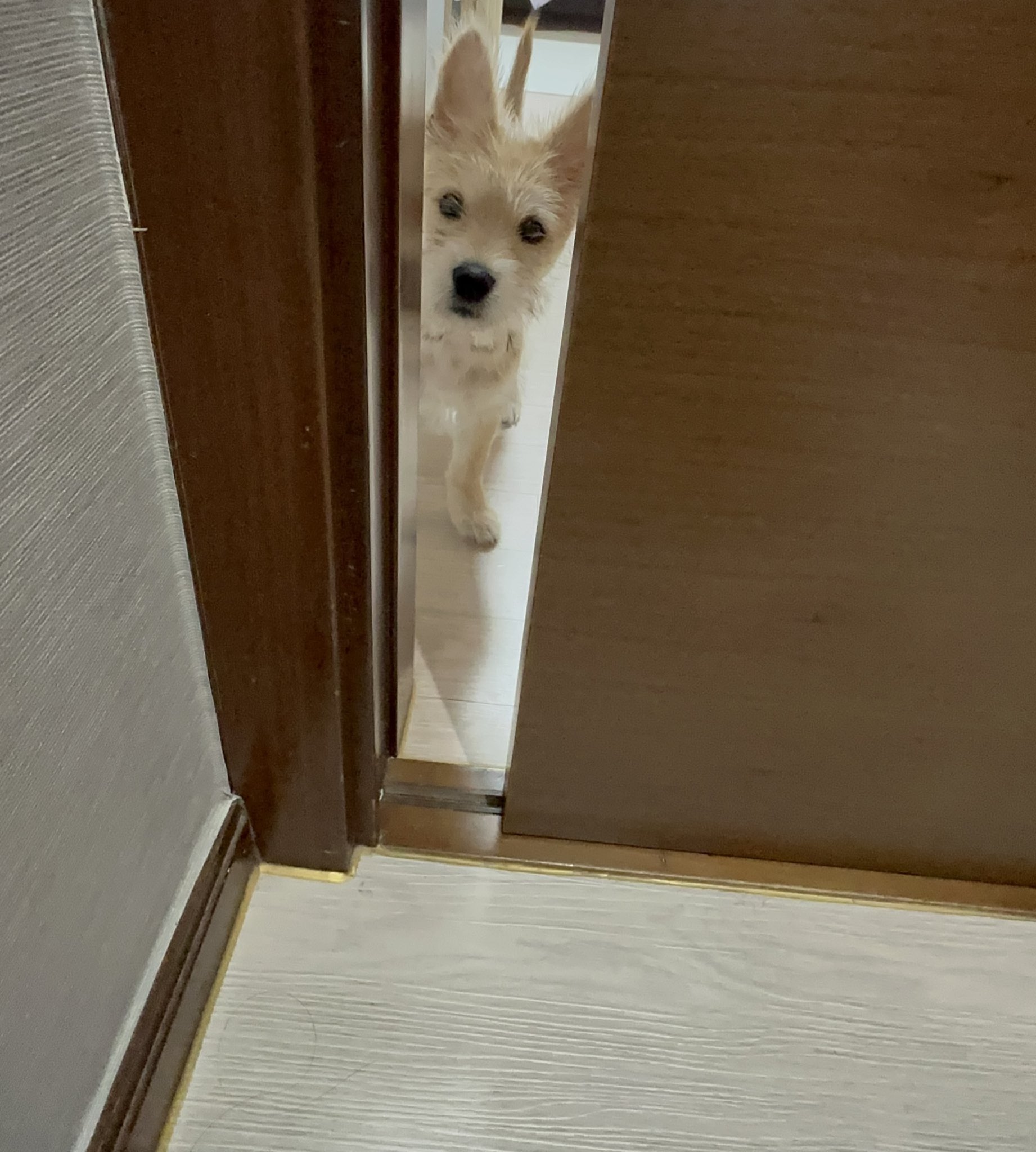 어느-학교-앞에-버려져-스티로폼-박스에-담겨-왔던-가나디.twt-58-이미지