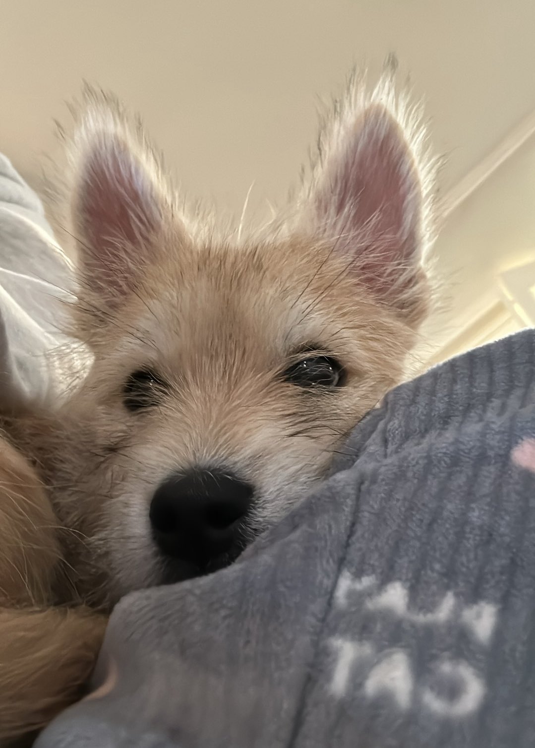 어느-학교-앞에-버려져-스티로폼-박스에-담겨-왔던-가나디.twt-74-이미지