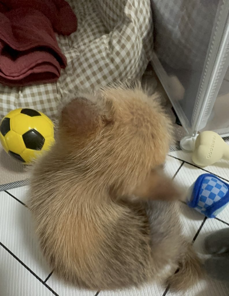 어느-학교-앞에-버려져-스티로폼-박스에-담겨-왔던-가나디.twt-30-이미지