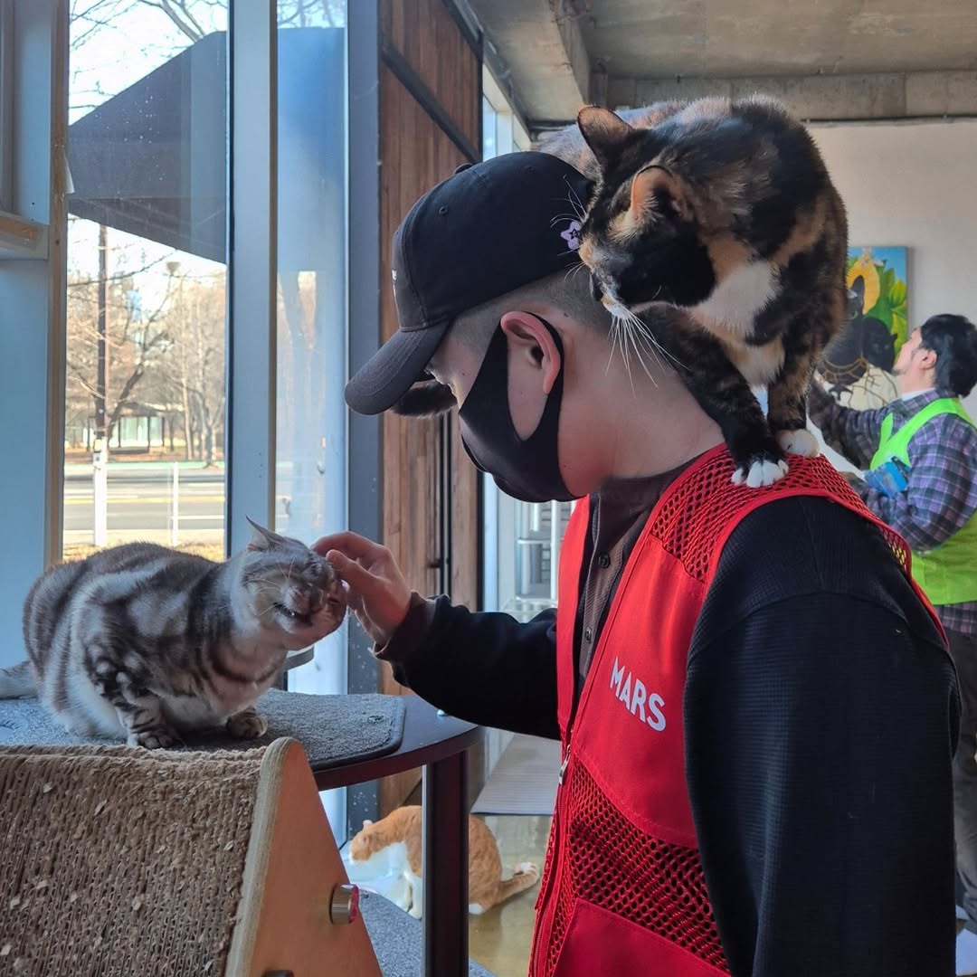 유기묘-보호소에-간식+사료-기부한-나폴리-맛피아-1-이미지