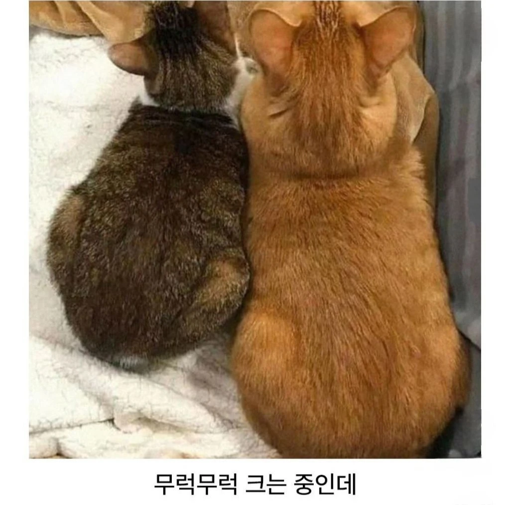 유독-거묘와-돼냥이들이-많이-발생한다는-고양이-털색-1-이미지