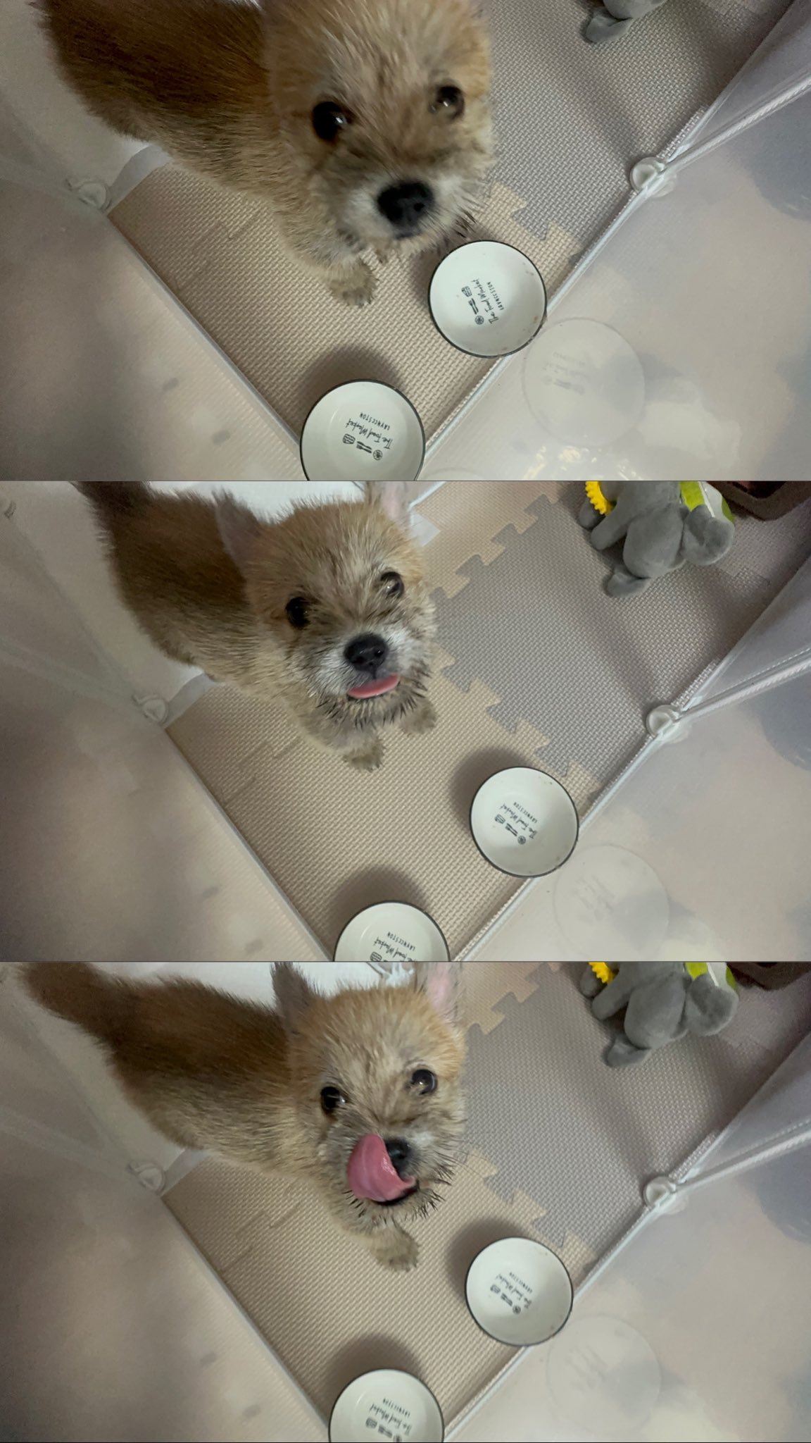 어느-학교-앞에-버려져-스티로폼-박스에-담겨-왔던-가나디.twt-16-이미지