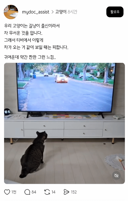 우리-고양이는-길냥이-출신이라서-0-이미지