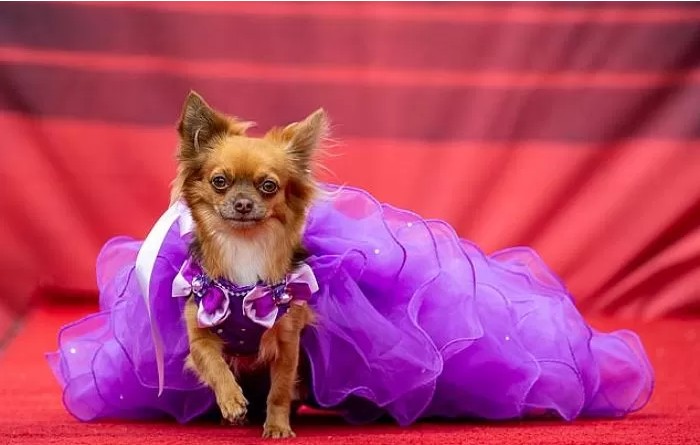 영국에서-열린-자기가-예쁜거-아는-800마리-치와와-미인-대회-1-이미지