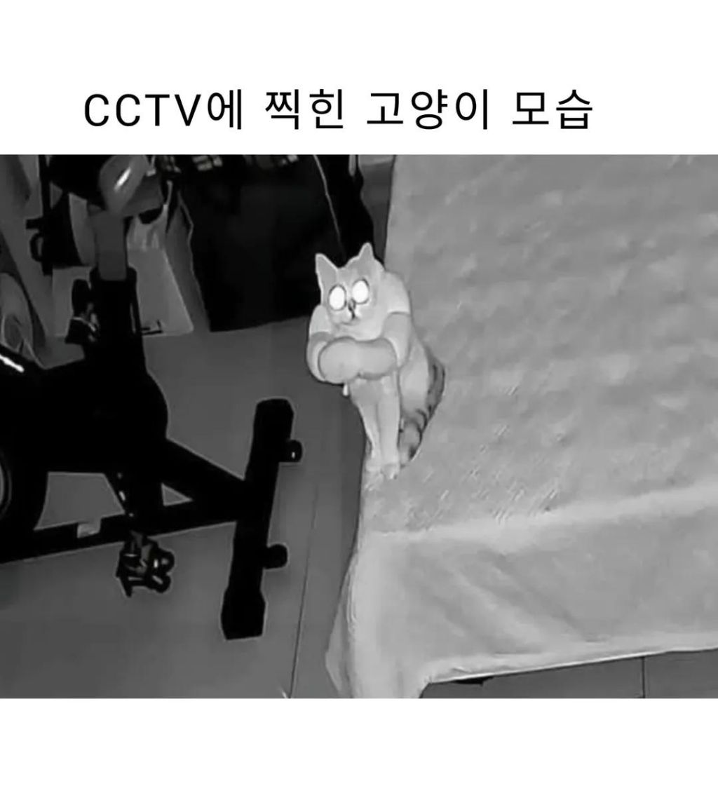 벌크업한-고양이-0-이미지