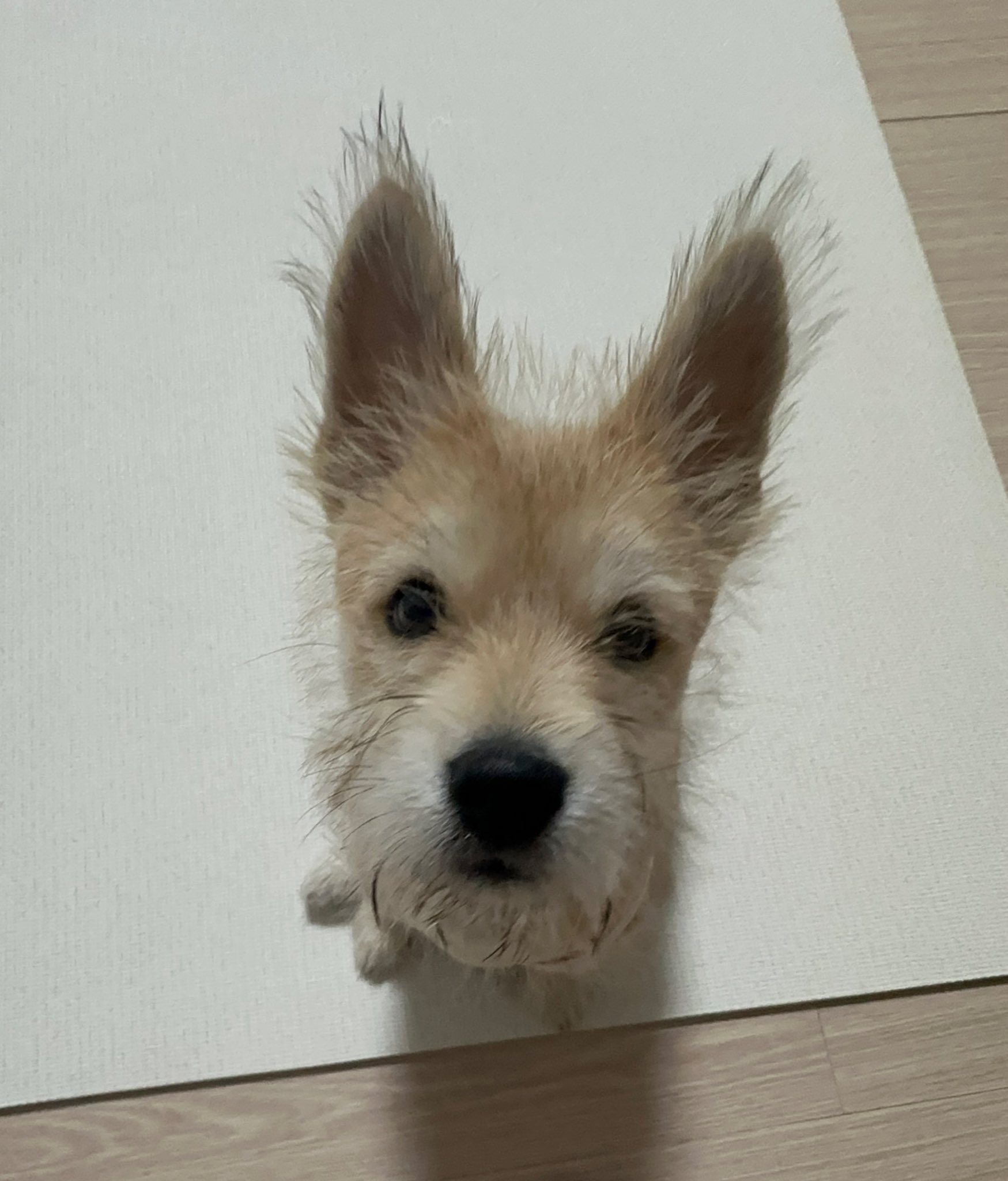 어느-학교-앞에-버려져-스티로폼-박스에-담겨-왔던-가나디.twt-57-이미지