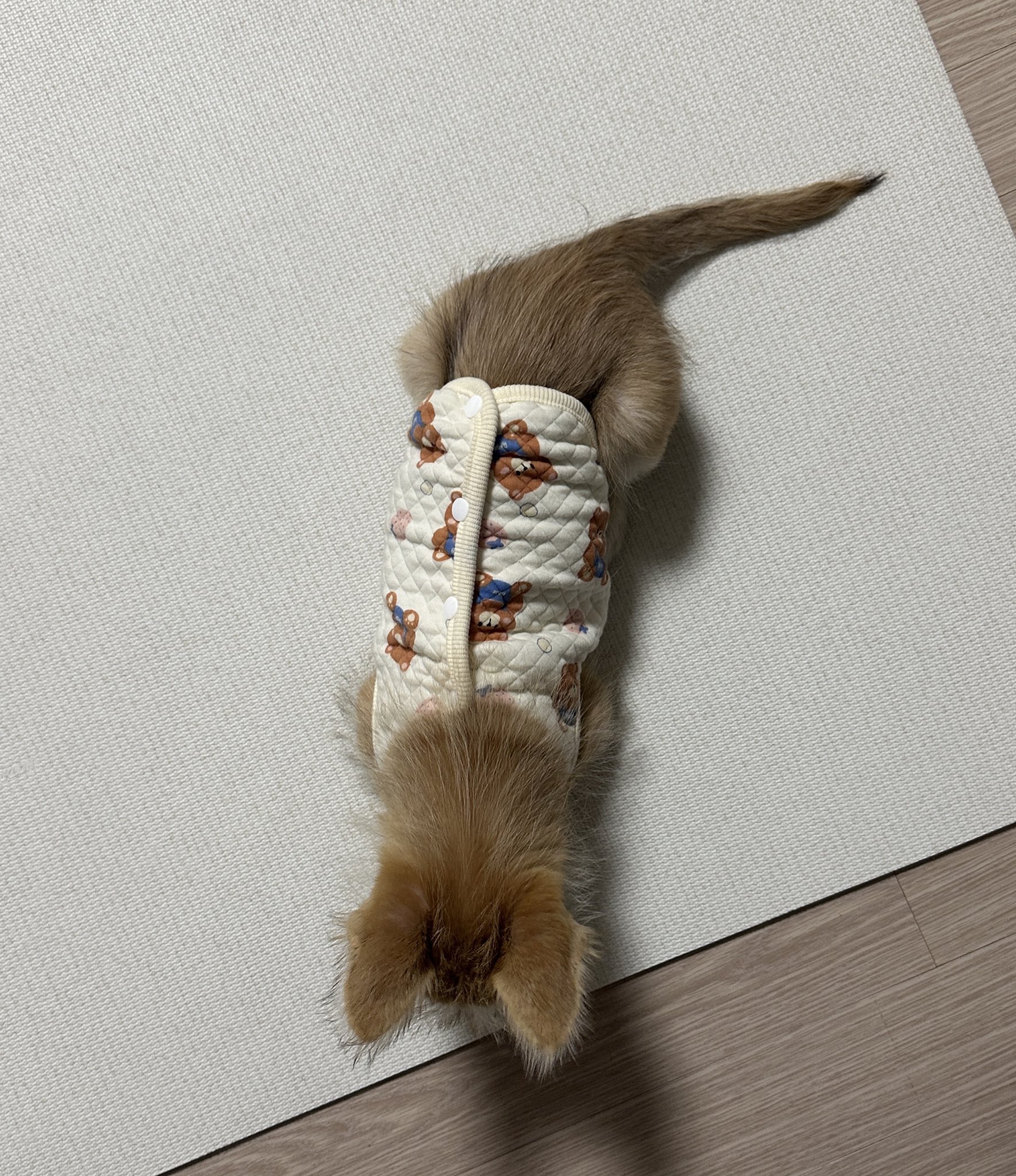 어느-학교-앞에-버려져-스티로폼-박스에-담겨-왔던-가나디.twt-61-이미지