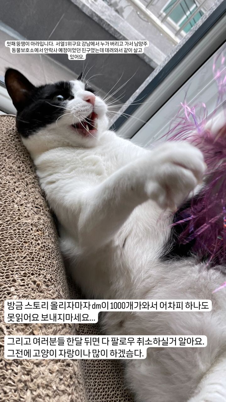 유기묘-보호소에-간식+사료-기부한-나폴리-맛피아-12-이미지