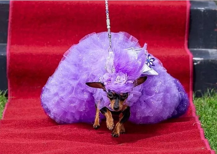 영국에서-열린-자기가-예쁜거-아는-800마리-치와와-미인-대회-8-이미지