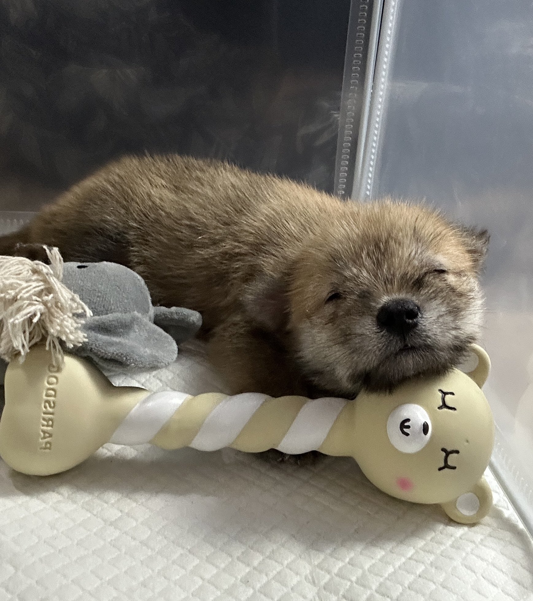 어느-학교-앞에-버려져-스티로폼-박스에-담겨-왔던-가나디.twt-54-이미지