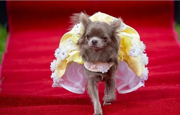 영국에서-열린-자기가-예쁜거-아는-800마리-치와와-미인-대회-4-이미지