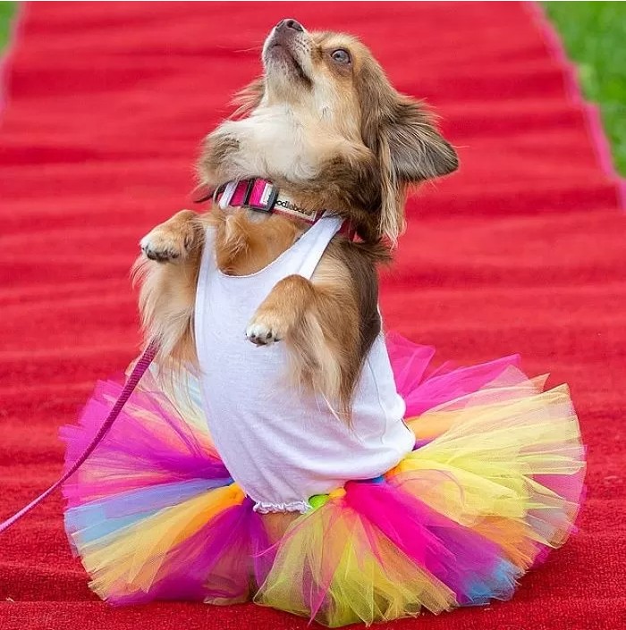 영국에서-열린-자기가-예쁜거-아는-800마리-치와와-미인-대회-18-이미지