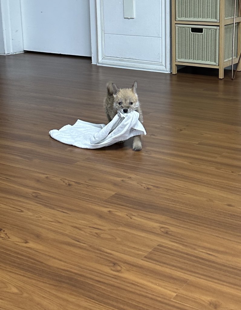 어느-학교-앞에-버려져-스티로폼-박스에-담겨-왔던-가나디.twt-27-이미지