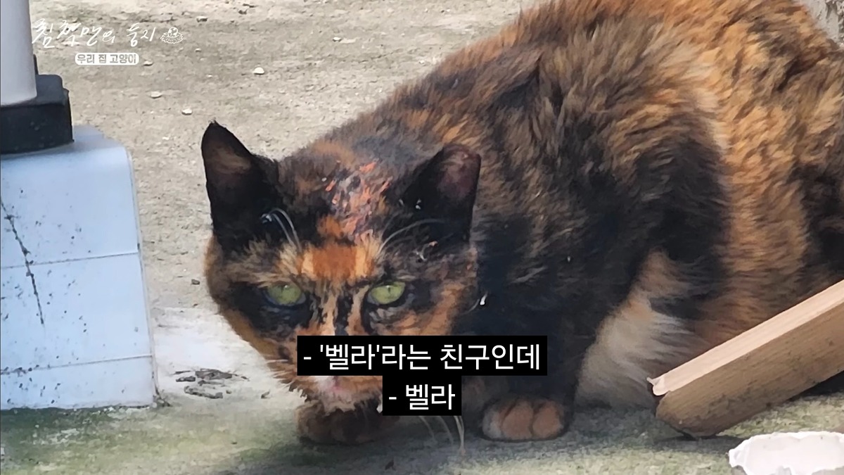 유기묘-보호소에-간식+사료-기부한-나폴리-맛피아-15-이미지